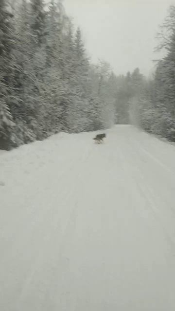 Метель. Курт. смотреть онлайн