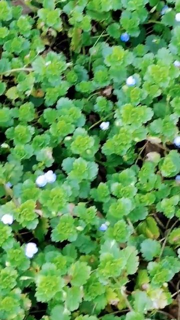 Весна Зимой.Юг сегодня смотреть онлайн