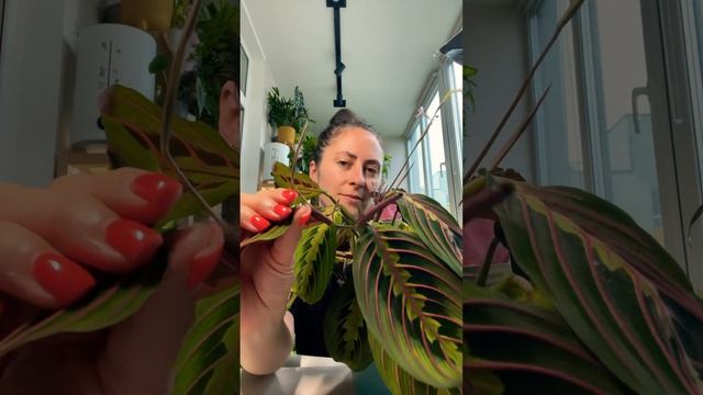 Маранта триколор (Maranta tricolor) смотреть онлайн