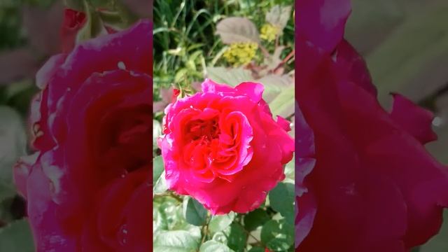#Посмотри#красные#розы#flower#nature#garden#лето смотреть онлайн