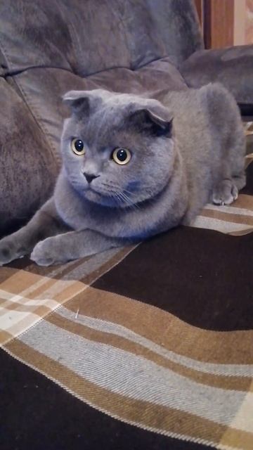 Вот, что бывает после мяты с котом 😂🤭#животные #cat #cutec смотреть онлайн