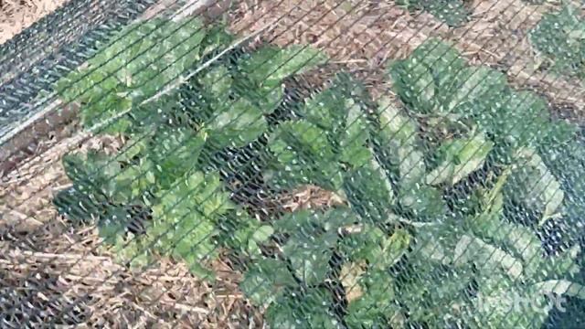 Огород после ливня . Орхидея. смотреть онлайн