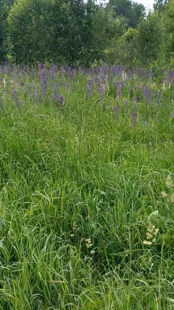 #люпины#красиво#лето2024 смотреть онлайн