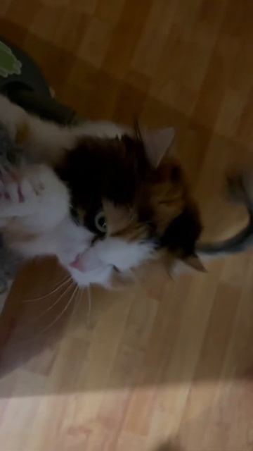 Мятлик смотреть онлайн