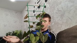 **Обзор растения диоскорея дисколор**