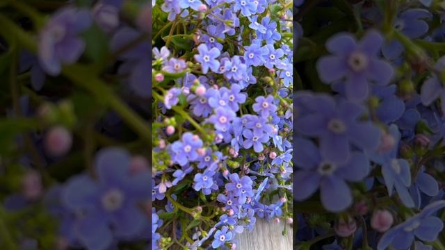 На стихи Натальи Куклиной "Васильки" смотреть онлайн