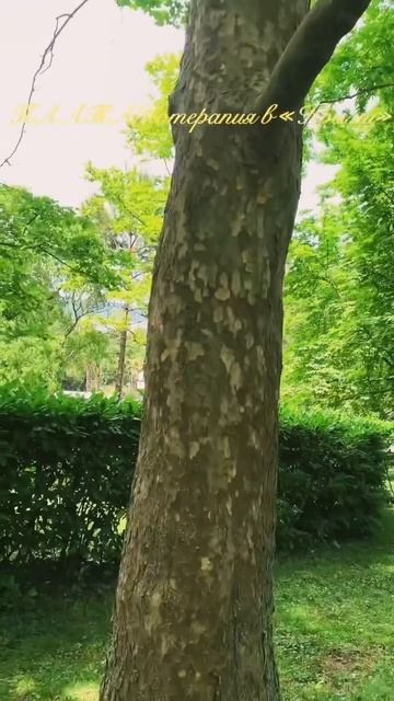 ПЛАТАНотерапия в «Крыму»#nature#лечениедеревьями#чинаро смотреть онлайн