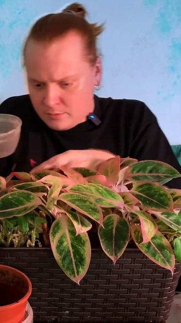 Какие растения нужно заводить в квартире. #аглаонема #? смотреть онлайн