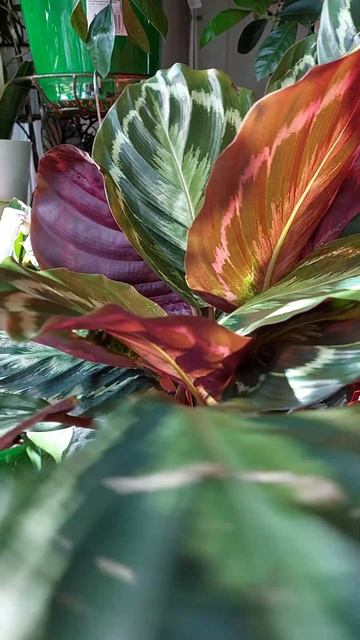 #калатея #calathea #roseopicta medallion #歌ってみた #plants #garden #nature #садн? смотреть онлайн