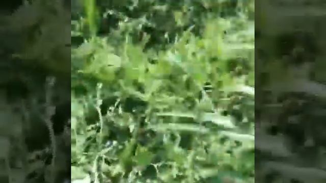 АКЦИЯ СРОЧНО РОЗОВЫЙ АРБУЗ ИРАН ЦЕНА ОПТОМ 9 РУБ С ПОЛЯ смотреть онлайн
