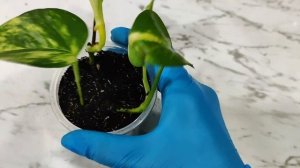 Как я укореняю эпипремнум золотистый в грунт #plants #garden