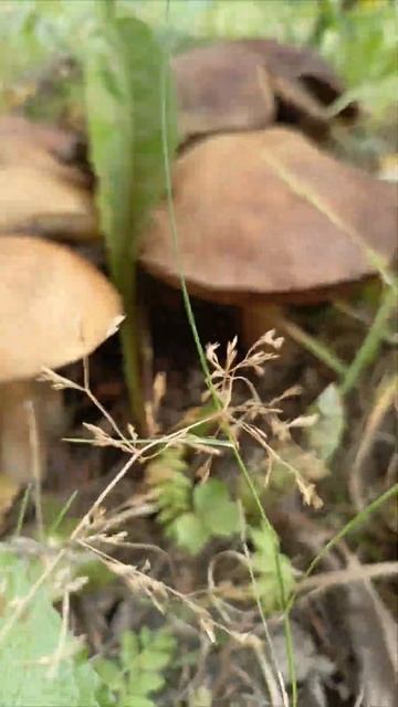 Лесные грибы Подберёзовики растут на участке смотреть онлайн