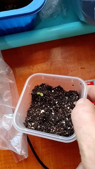 Ураааа взошла. #sorts смотреть онлайн