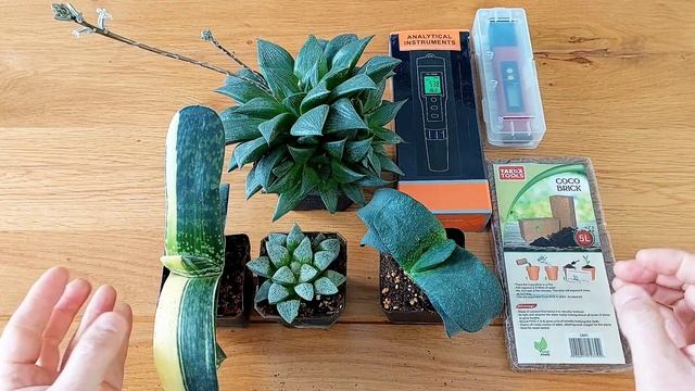 Лучший грунт для выращивания самых дорогих суккулент? смотреть онлайн
