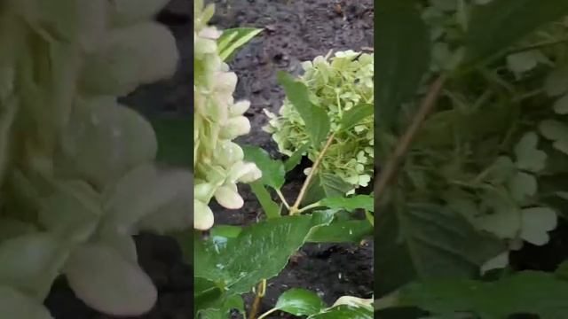 Дождь!Ни буду покупать фото дождя за дорого))))Телеграм