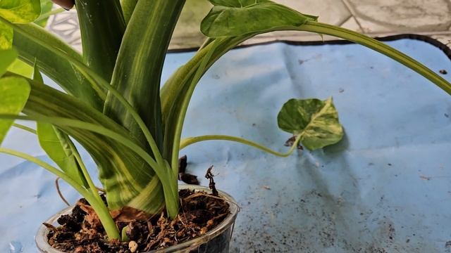 Алоказия гагеана вариегатная