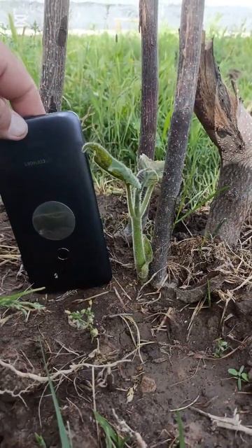 павловния 2 день смотреть онлайн