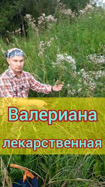 ВАЛЕРИАНА лекарственная #shorts #лес #здоровье #травы смотреть онлайн