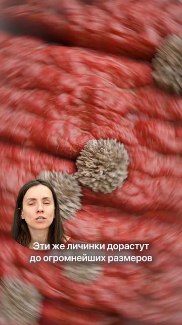 Глисты в мясе - что вам не говорят