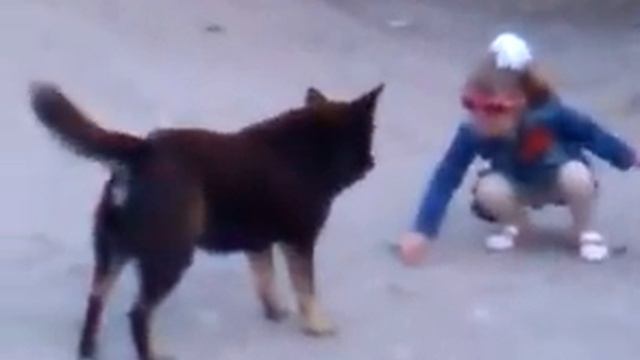 Собака ест камни смотреть онлайн