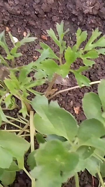 посадила лютики. уже есть бутоны. ждём цветение #цветы? смотреть онлайн