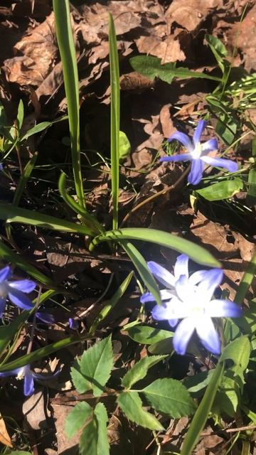 Хионодокса да и только. Что добавишь? смотреть онлайн