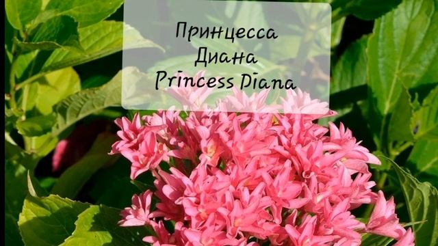 Черенкование гортензии зимой смотреть онлайн