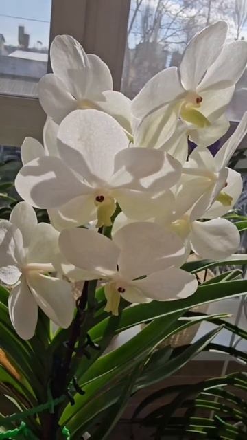 Ванда Tayanee White#shorts смотреть онлайн