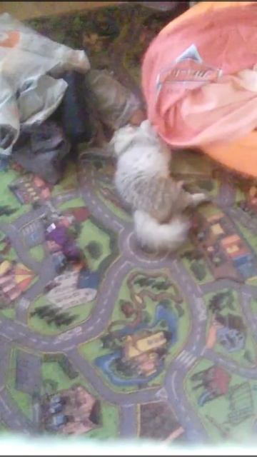 Купили шарик с кошачей мятой.😋 смотреть онлайн