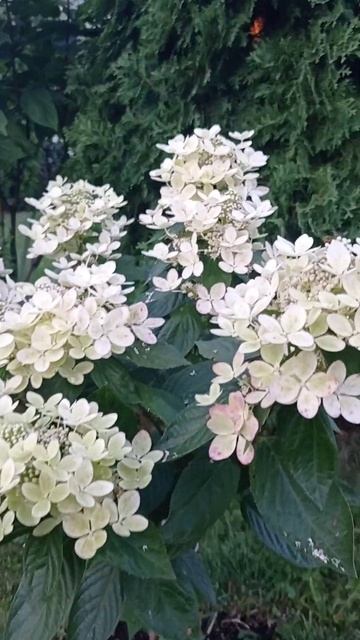 Гортензия Пастель Грин. Pastel Green. смотреть онлайн