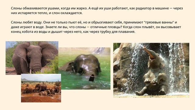 Окружающий мир. Саванна и тропические леса // Африканс? смотреть онлайн