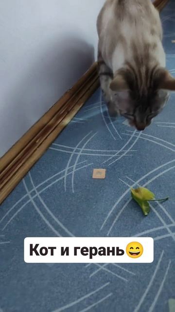 Кот и герань😄 #блогер #животные #кот #юмор смотреть онлайн