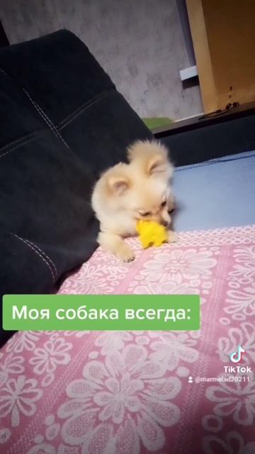 Что делают домашние животные, когда нас нет дома? У ко? смотреть онлайн