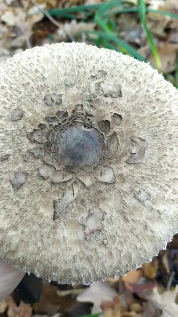 Как вы считаете; Можно ли эти грибы есть? смотреть онлайн