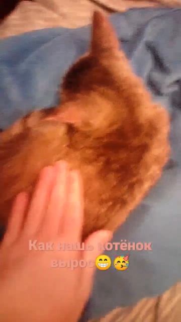 нашь котёнок вырос информация:Имя:Мята Месяцев:5 смотреть онлайн