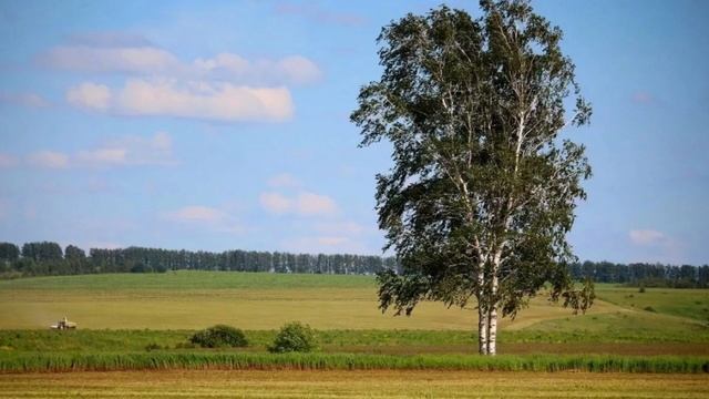 ,,ДВЕ БЕРЁЗЫ, А СУДЬБА ОДНА!!!''. муз.Аркадий Хаславский.с смотреть онлайн