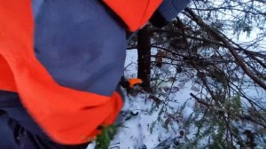 Поход в лес\Как бесплатно срубить елку на новый год #ел