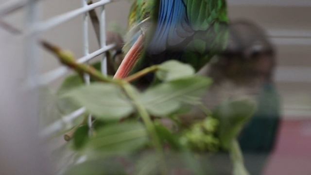 Parrot_green.mp4