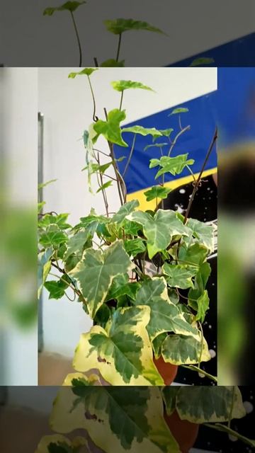 Плющ Лимон-Лайм, цена 200 гривен! Бронь в вайбер 0996782355 смотреть онлайн