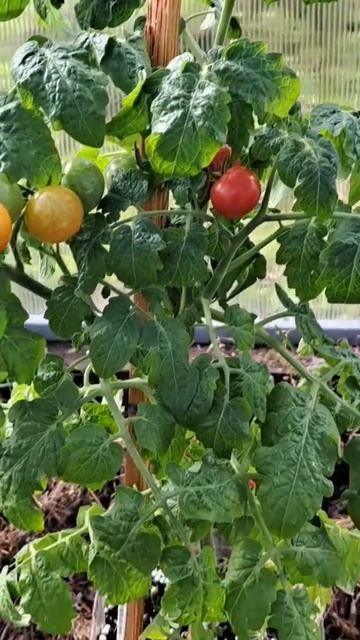 Земля холодная. смотреть онлайн