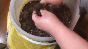 №5. Грунт для папоротников. Мой замес.