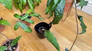 Моя коллекция hoya Clemensiorum