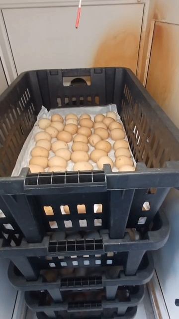 БРОЙЛЕРНЫЕ ЦЫПЛЯТА 9 МАЯ 2025 год.
+7 950 603 84 78 ватсап, телеграм. смотреть онлайн