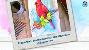 Пошагово рисунок акварельными карандашами «Кардинал»