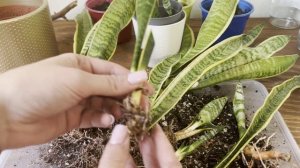 №116. Размножение сансевиерии Лауренти (с желтой полос?