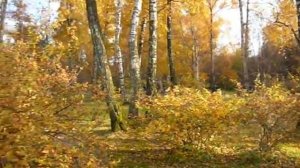 У берез и сосен тихо бродит осень..