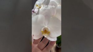 Фаленопсис Сого Юкидан. Отличия сорта от других белых