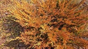 Можжевельник Лайм Глоу (Limeglow), переход из зимнего окра?