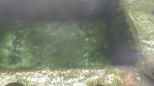 Запускаю малька форели в пруд на участке!