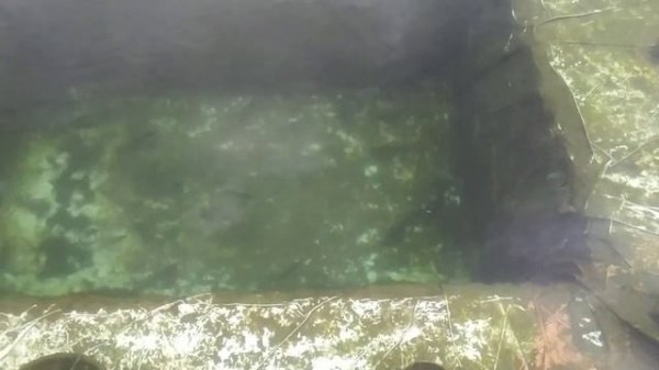 Запускаю малька форели в пруд на участке!